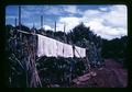 Crude rubber drying in sun, Thailand, circa 1959