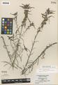 Castilleja linariaefolia Benth. forma omnipubescens Pennell
