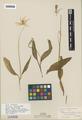 Erythronium montanum S. Watson