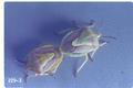 Carpocoris remotus (Stink bug)