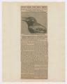 Articles discussing crows and sparrow hawks in Oregon