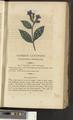 A New Family Herbal or Familiar Account of the Medical Properties of British and Foreign plants also their uses in Dying and the Various Arts arranged according to the Linnaean System [p197]