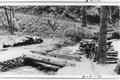 Rustic bridge built by CCC crews from cedar logs in the Cape Perpetua Forest Camp.