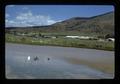 Geese and swan, Lakeview, Oregon, 1975