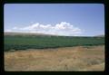 Potatoes being irrigated near Ontario, Oregon, August 1971