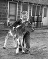 Boy helping calf stand