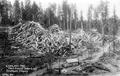 Port Orford Cedar logs