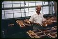 Dr. Hamblin H. Crowell working with slug in greenhouse, 1963