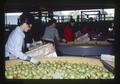 Workers sorting pears, Medford, Oregon, 1972