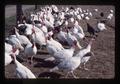 White and bronze turkeys at Oregon State University farm, Corvallis, Oregon, October 1976