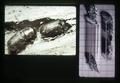 Bark beetle slides, circa 1960