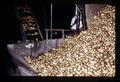 Potatoes in bin with conveyor in background, Metolius, Oregon, February 1972