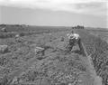 Harvesting potatoes