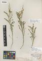Astragalus whitedii Piper var. brachycodon Barneby