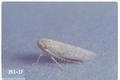 Circulifer tenellus (Beet leafhopper)
