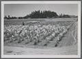 Self-pollinated materials about ready for harvest in tall fescue nursery, circa 1950