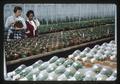 Young orchid plants in Chase greenhouse, 1966