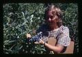 Jennifer Shay picking blueberries at Blueberry Meadows, Corvallis, Oregon, circa 1973