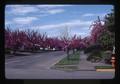 Flowering cherries on NW 16th Street, Corvallis, Oregon, 1976