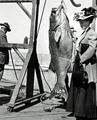 160 lb. fish, Newport, Oregon