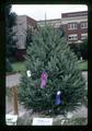 Northwest Christmas tree, Oregon State University, Corvallis, Oregon, circa 1972