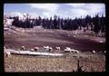 Sheep grazing in the mountains, Oregon, circa 1971