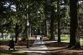 Walkway under the trees