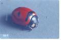 Coccinella transversoguttata (Transverse lady beetle)
