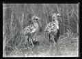 Long-billed curlews