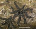 Opegrapha atra