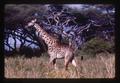 Giraffe, Africa, 1976