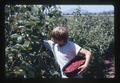 Worker picking raspberries, Oregon, circa 1970