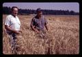 Wilson Foote and Warren Kronstad in plot of Hyslop wheat, Corvallis, Oregon, August 1971