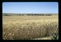 Wheat field and farm machinery, Oregon, 1974