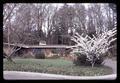 Al Roberts' yard with tulips, Corvallis, Oregon, circa 1970