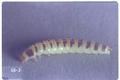 Alphitobius brevicornis (Mealworm)