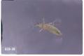 Anaphothrips obscurus (Grass thrip)