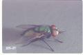 Phaenicia sericata (Green bottle fly)