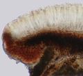 Porpidia crustulata