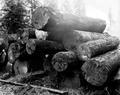 Stack of Spruce logs