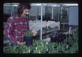 Technician with mint research in greenhouse, Oregon State University, Corvallis, Oregon, 1975