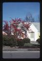 Tree in front of Judge Richard Mengler's home, Corvallis, Oregon, January 1977