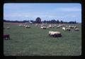 Sheep, Washington County, May 1971