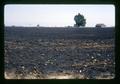 Burned field, Halsey, Oregon, circa 1973
