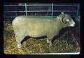Ram, Pacific International Livestock Exposition, Portland, Oregon, 1974