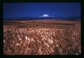 Mt. Hood with grain in foreground, Oregon, circa 1971