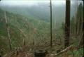 Clear cut logging(4)