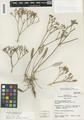 Eriogonum thompsonae S. Watson var. albiflorum Reveal