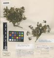 Draba cyclomorpha Payson