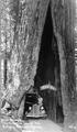 The Redwood Shrine Tree